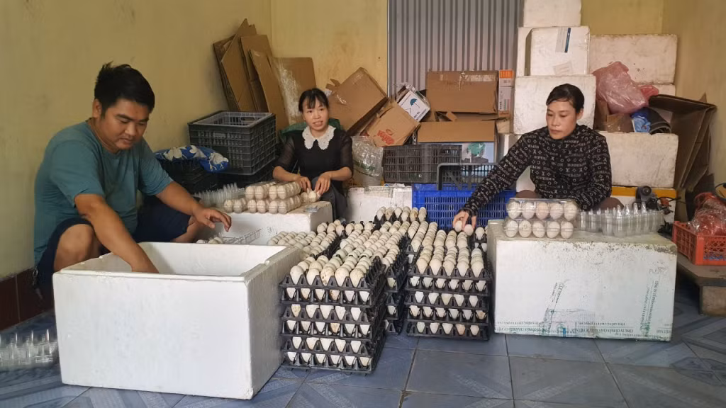 Thu hoạch trứng của các xã viên HTX Chăn nuôi vịt Đồng Rui (huyện Tiên Yên). Ảnh: Thu Nguyệt