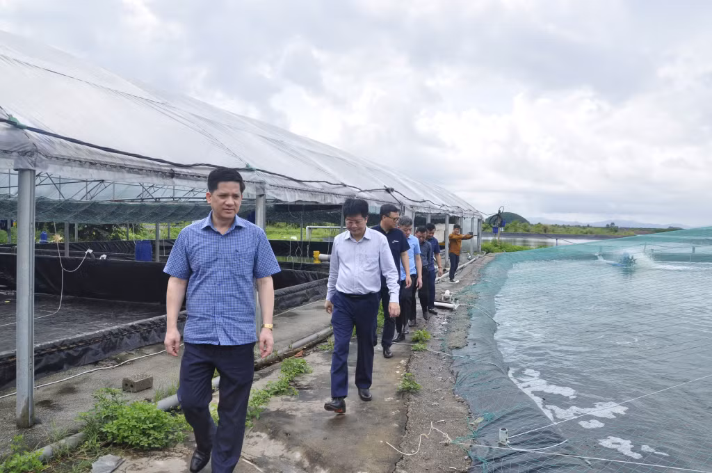 Các đại biểu dự hội nghị tham quan thực tế mô hình nuôi tôm của hộ anh Lý Kim Báo ở thôn Thống Nhất, xã Hải Lạng, huyện Tiên Yên.