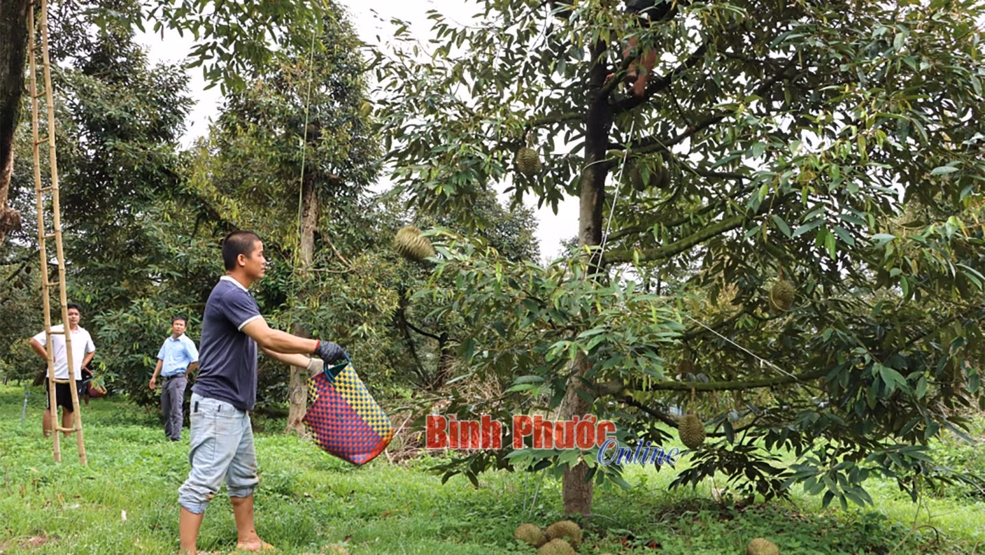 Những quả sầu riêng được thu hoạch, bảo quản cẩn thận trước khi lựa chọn xuất khẩu