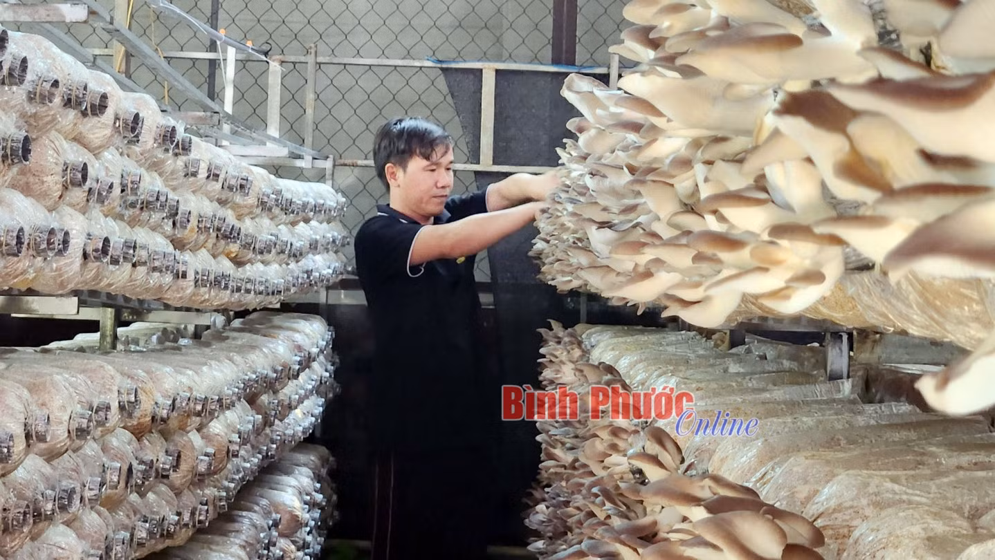 Mô hình trồng nấm bào ngư xám trong nhà lưới mang lại hiệu quả kinh tế cho gia đình anh Nguyễn Quốc Tuấn, xã Minh Thắng, thị xã Chơn Thành