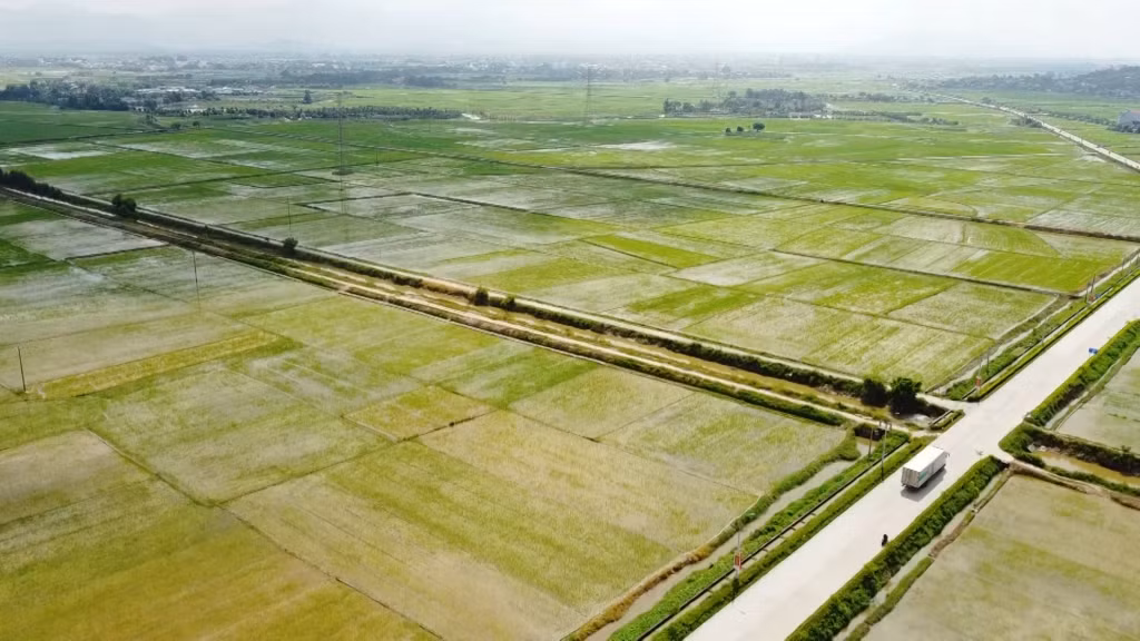 Diện tích cấy lúa vụ mùa 2024 toàn tỉnh đã thực hiện được hơn 20.000ha/22.075ha.