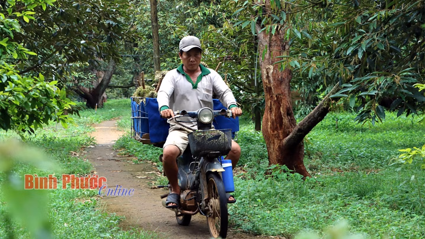 Công việc vận chuyển sầu riêng mang lại thu nhập ổn định cho người lao động. Trong ảnh: anh Nguyễn Hữu Thuận, quê Tiền Giang được một nhà vườn tại huyện Bù Đăng thuê vận chuyển sầu riêng với mức giá 300 ngàn đồng/ngày sau khi trừ các chi phí