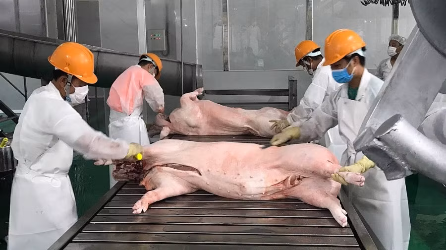 Xuất khẩu thịt và sản phẩm thịt còn rất khiêm tốn