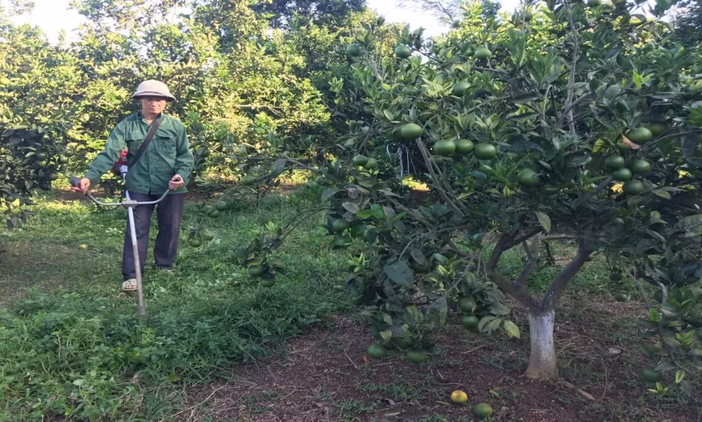 Ông Nịnh Văn Toàn (thôn Tân Tiến, xã Tân Bình, huyện Đầm Hà) là tấm gương sáng trong phát triển kinh tế và xây dựng nông thôn mới. Ảnh: CTV