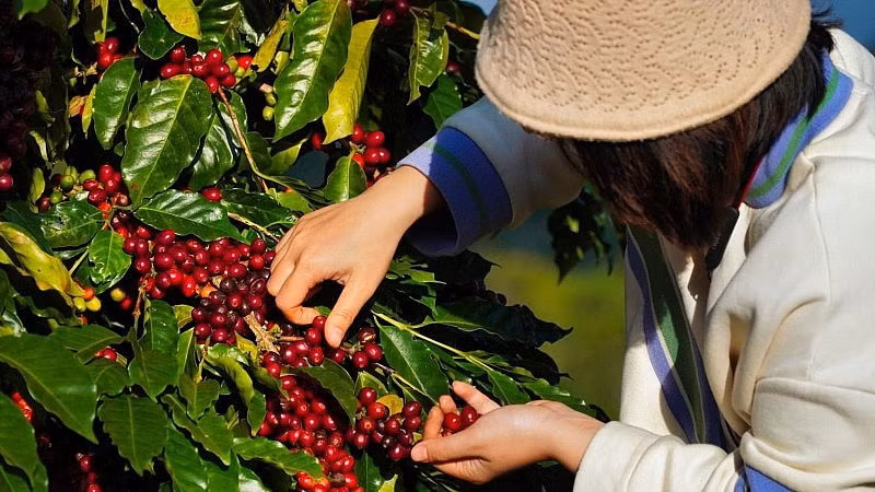 Lượng xuất khẩu cà phê của Việt Nam trong các tháng 7, tháng 8, tháng 9 tới đây sẽ giảm dần