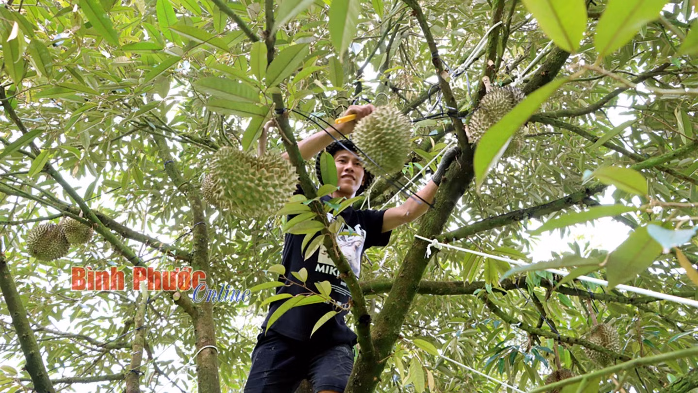 Công nhân thu hoạch sầu riêng tại một nhà vườn ở huyện Bù Đăng