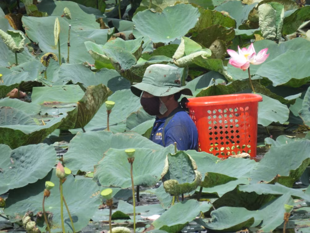 Nông dân bắt đầu thu hoạch đài sen. Từ khi bông sen tàn cho tới lúc thu hoạch được đài sen kéo dài khoảng 1 tháng. Ngoài việc sử dụng xuồng, nông dân có thể lội xuống ruộng để tìm và hái đài sen.