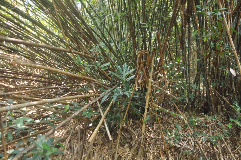 Rừng nứa ken dày bên lối đi trong rừng trên đảo Ba Mùn.