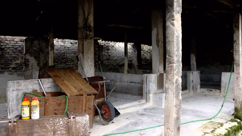 Một hộ chăn nuôi ở phường Minh Thành (TX Quảng Yên) vừa phải tiêu hủy hết đàn lợn do mắc bệnh dịch tả châu Phi.