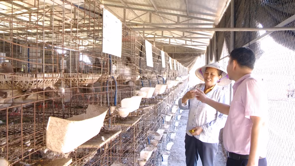 Từ số tiền vay 100 triệu đồng, bà Phạm Thị Xoa (thôn 8, xã Sông Khoai) đầu tư vào mô hình nuôi chim bồ câu Pháp, mở rộng quy mô sản xuất của gia đình.