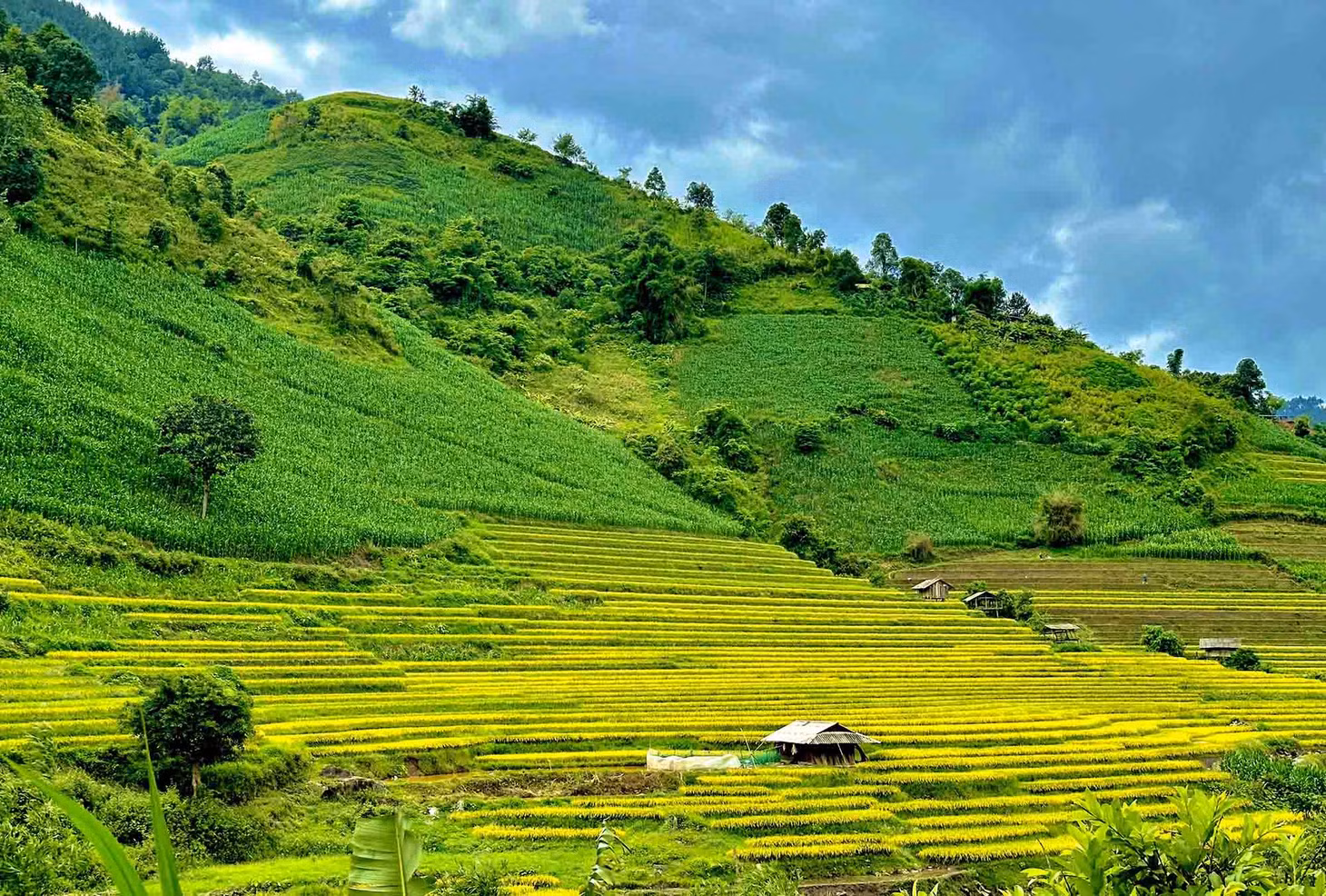 Hiện, bà con đồng bào nơi đây chọn phương án thâm canh tăng vụ, nên thời điểm đầu tháng 7 đã có những thửa ruộng bậc thang lúa chín vàng. Ảnh: Đinh Thanh Ngọc