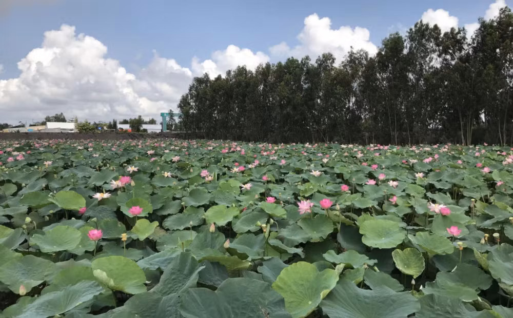 Một cánh đồng hoa sen ở xã Kiến Bình (huyện Tân Thạnh), ven tỉnh lộ 829. Đầu mùa, lá sen thường nhiều hơn bông, đài sen nhưng càng về cuối mùa, bông và đài sen lại nhiều hơn lá. Hiện nay, các cánh đồng sen như vậy xuất hiện rất nhiều ở ven quốc lộ 62, N2 hay các tuyến đường tỉnh lộ nối tỉnh Long An, Đồng Tháp.