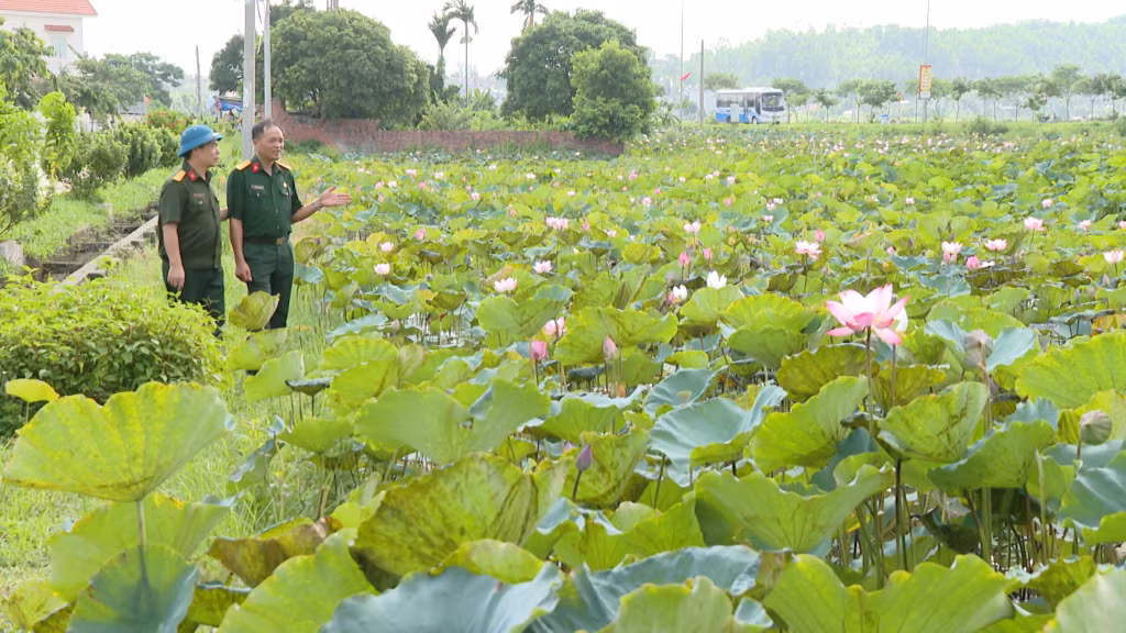 Trồng sen là một trong những mô hình kinh tế cho hiệu quả cao của HTX Thiên Đường Thiên Mục hoa (phường Hồng Phong, TX Đông Triều) do CCB làm chủ.
