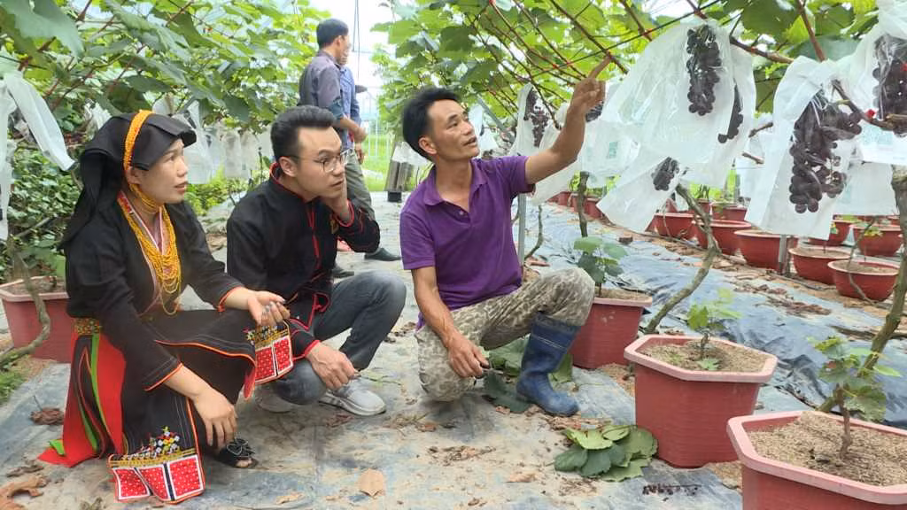 TP Hạ Long hỗ trợ kỹ thuật, kinh nghiệm trồng trọt, chăn nuôi, hỗ trợ công cụ sản xuất; hỗ trợ con giống, cây giống… cho các hộ làm nông, lâm, ngư nghiệp có mức sống trung bình trên địa bàn thành phố. Ảnh đơn vị cung cấp