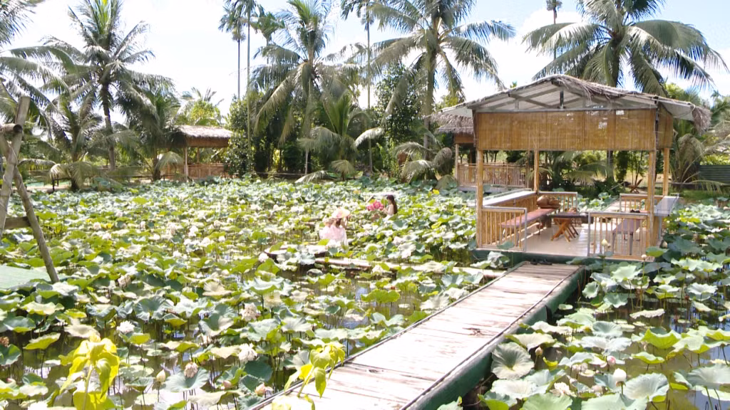 Khu vực đầm sen của hộ anh Nguyễn Chí Kiên (khu 6, phường Yên Giang, TX Quảng Yên) thu hút giới trẻ đến chụp ảnh.