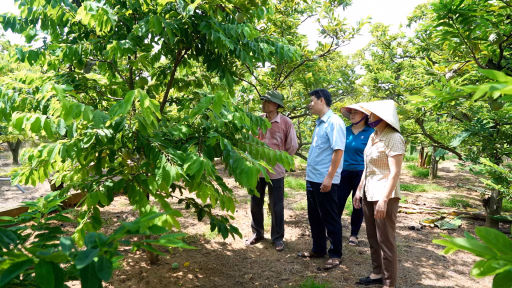 Cây na đã mang lại thu nhập hàng trăm triệu đồng mỗi năm cho người nông dân ở Đông Triều.