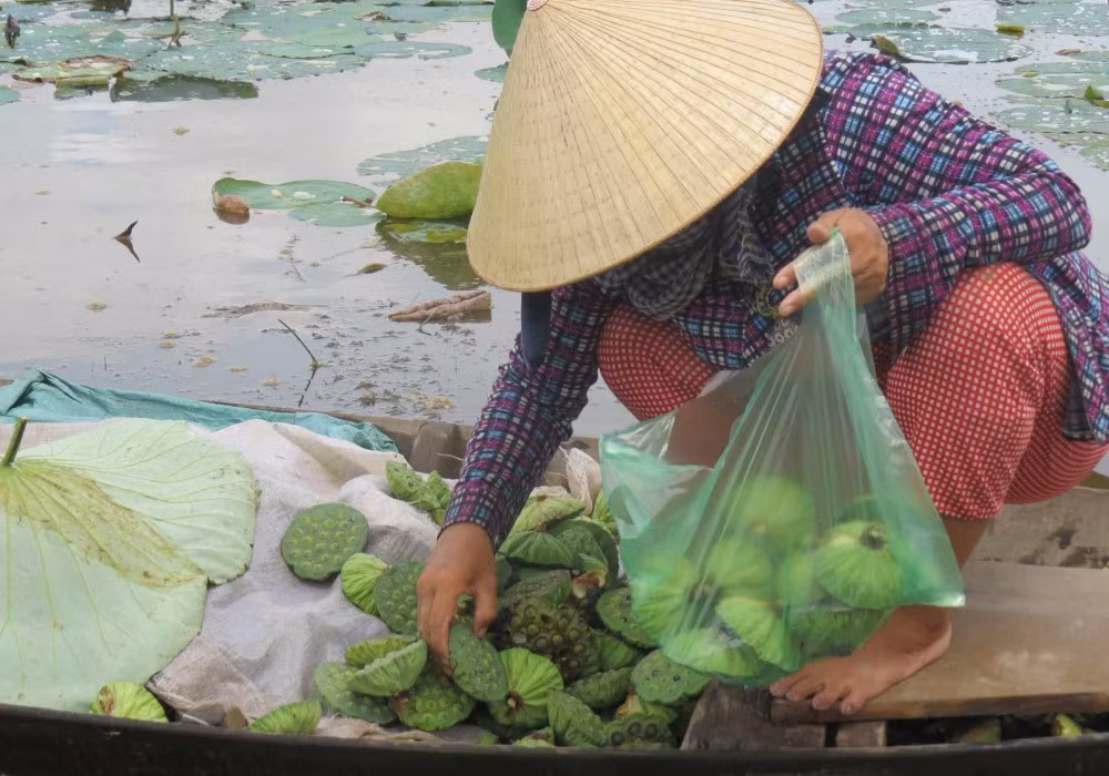 Đài sen là sản phẩm chính và có giá nhất của cây sen. Hiện đài sen được nông dân bán với giá khoảng gần 40.000 đồng/kg. Từ các đài sen này có thể tách ra hạt sen và tim sen để bán với giá trị khác nhau.