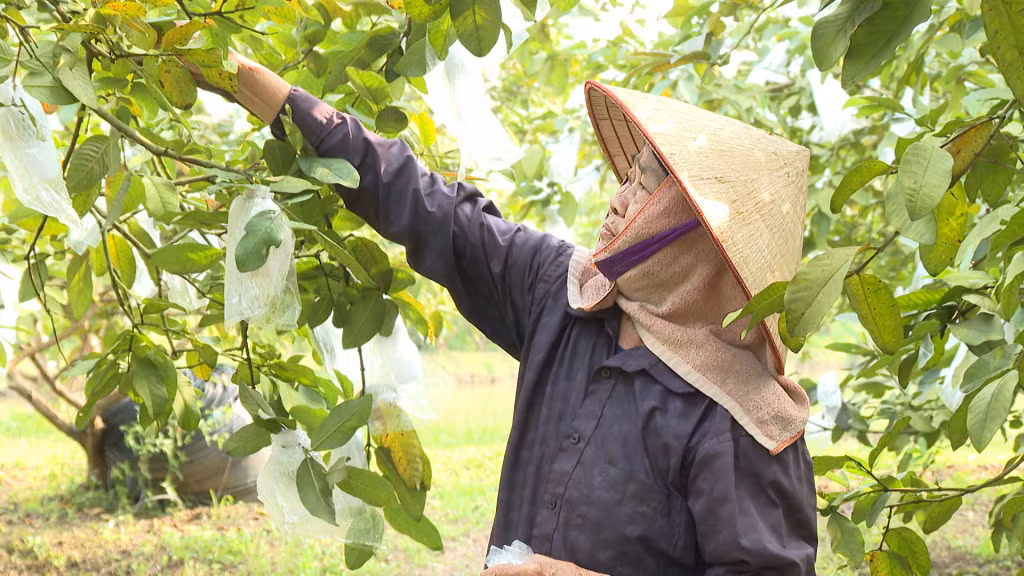 Bà Phí Thị Oanh, xã Quảng Tân (huyện Đầm Hà) chăm sóc vườn ổi của gia đình. Ảnh tư liệu.