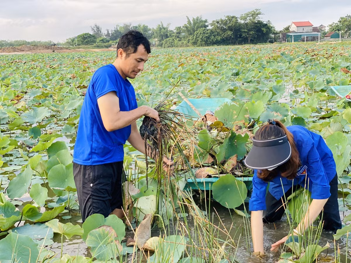 Từ những cánh đồng thấp trũng, hoang hóa, Hội Nông dân phối hợp với Đoàn Thanh niên xã Thạch Hưng (thành phố Hà Tĩnh, tỉnh Hà Tĩnh) thành lập Tổ hợp tác trồng sen Thạch Hưng và triển khai mô hình trồng sen trên diện tích hơn 2ha. Ảnh: HN