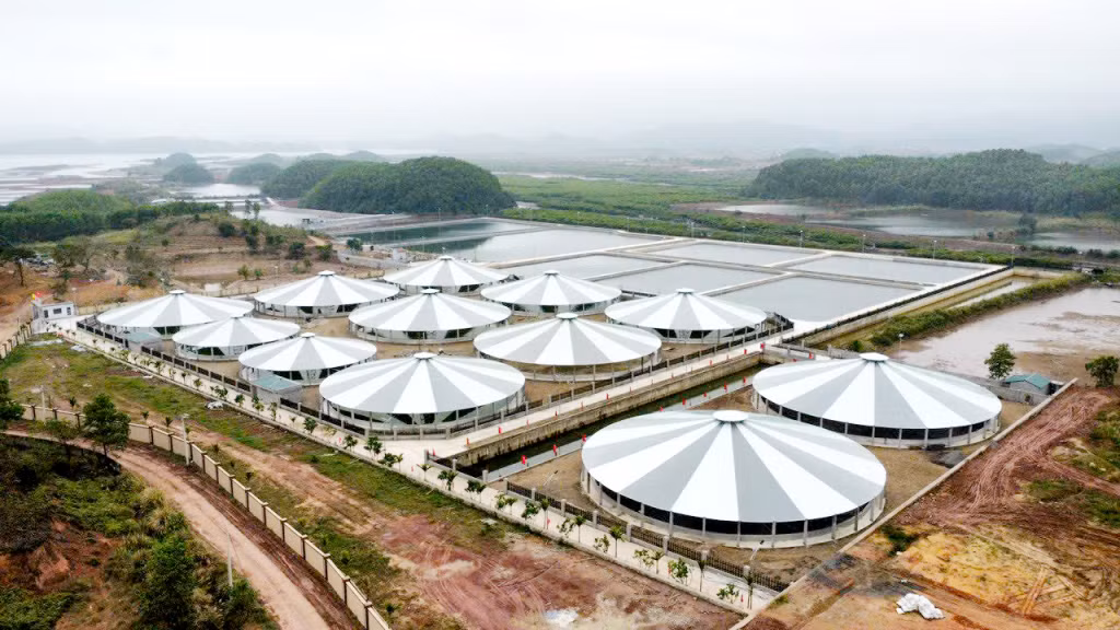 Hệ thống ao nuôi tôm chất lượng cao của HTX Nuôi tôm công nghệ cao Cẩm Phả tại xã Cộng Hòa (TP Cẩm Phả). Ảnh: Mạnh Trường