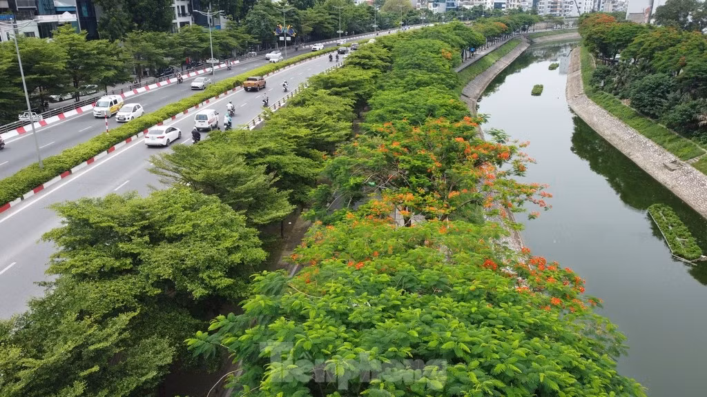 Cây xanh phủ kín trên tuyến phố dọc hai bên dòng sông Tô Lịch trên địa bàn quận Cầu Giấy.