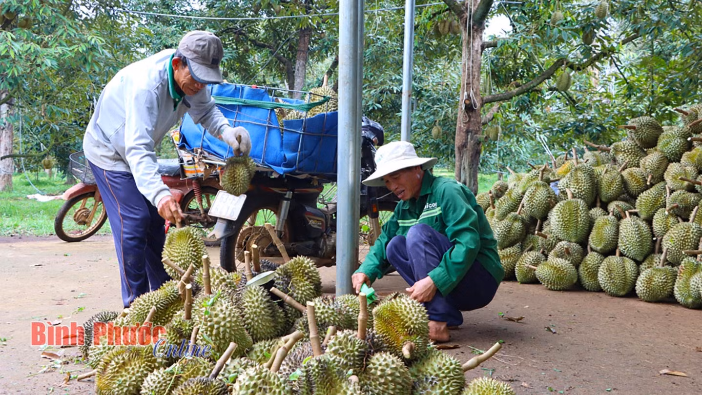 Sầu riêng sau khi thu hoạch được công nhân phân loại kỹ, công việc này mỗi tháng mang lại cho họ khoảng 9 triệu đồng sau khi trừ chi phí sinh hoạt, ăn ở