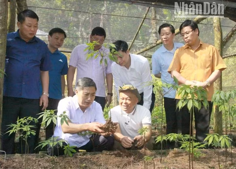 Hiện tại, Sơn La đã có hơn 40.000 cây sâm Ngọc Linh từ 3 năm tuổi đến 10 năm tuổi.