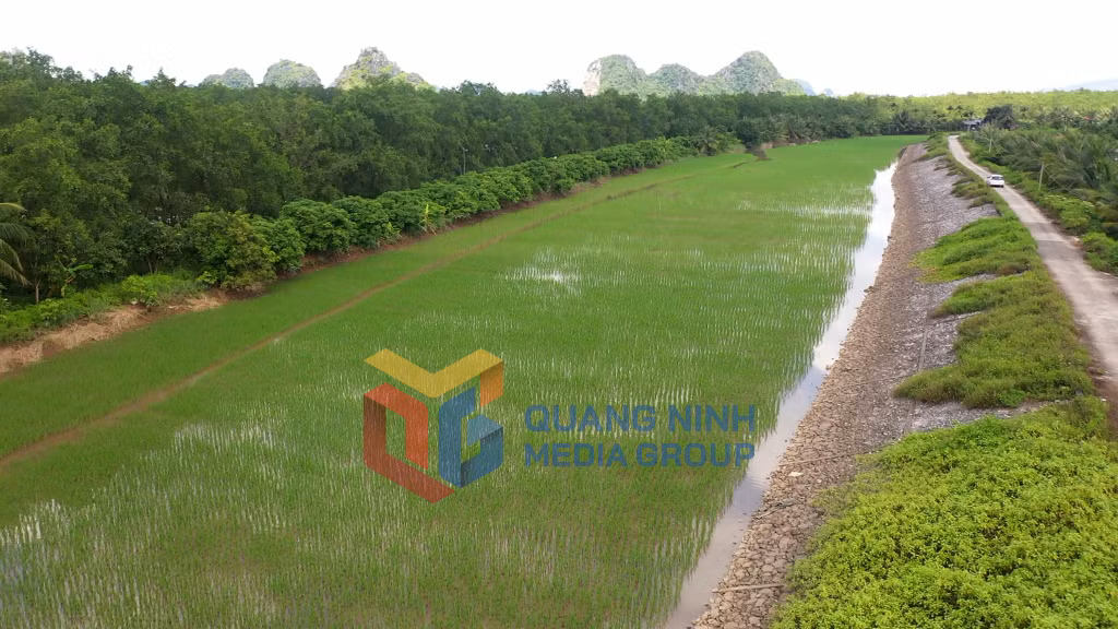 2023-12_Mô hình lúa - rươi - cáy tại phường Phương Nam (TP Uông Bí). Ảnh: Việt Hoa