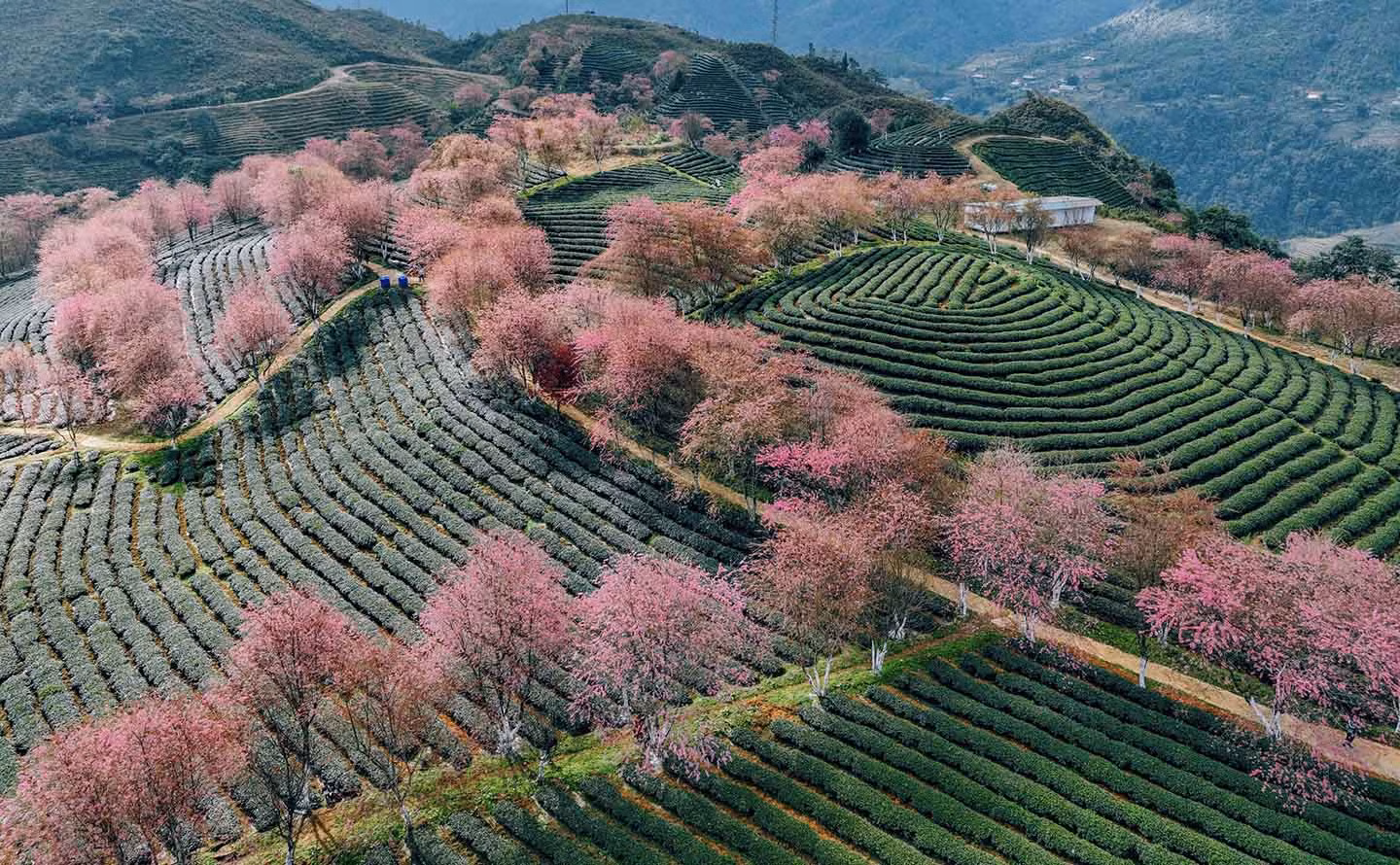 Chia sẻ với Sài Gòn Tiếp Thị, anh Vũ Tiến Khương, đến từ Hà Nam, nói “Đến đồi chè Ô Long dịp cuối năm, du khách sẽ ngỡ ngàng trước khung cảnh hoa mai anh đào “nhuộm hồng” các ngọn đồi. Đây là nơi thích hợp để du khách lưu lại những bức ảnh đẹp”. Ảnh: Vũ Tiến Khương