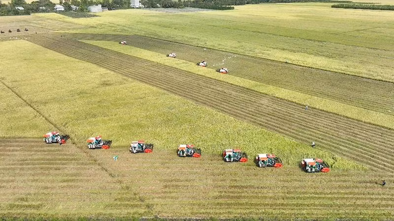 Cơ giới hóa sản xuất góp phần quan trọng nâng cao năng suất, chất lượng lúa gạo Việt Nam. (Ảnh: MINH HÀ)