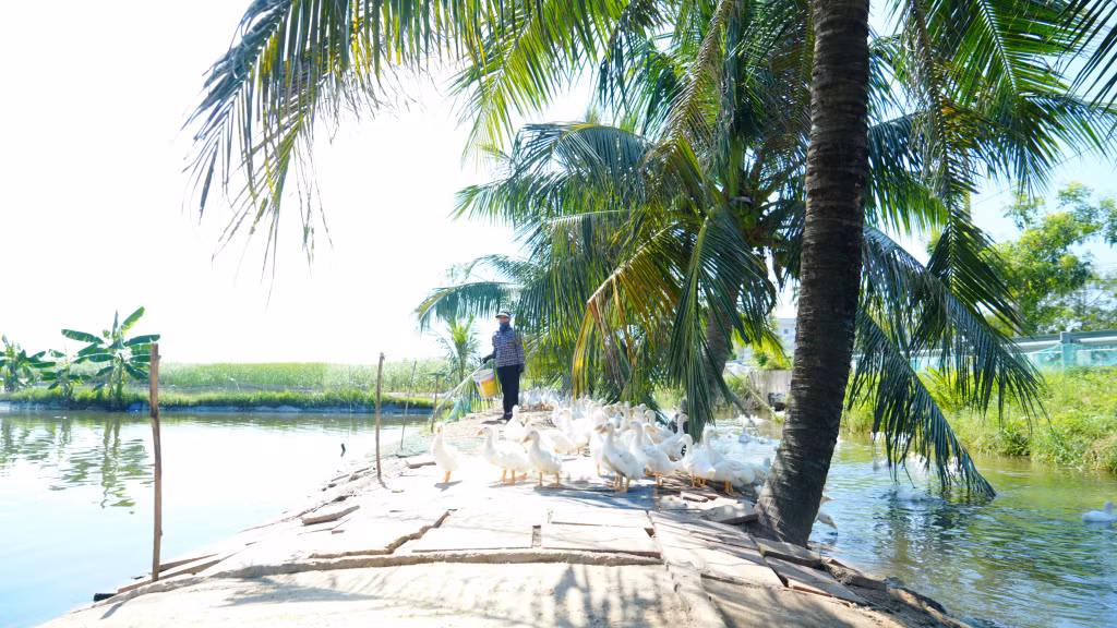 Nhờ nguồn vốn vay ưu đãi, nhiều hội viên phụ nữ TX Quảng Yên đã phát triển sản xuất, nâng cao thu nhập.