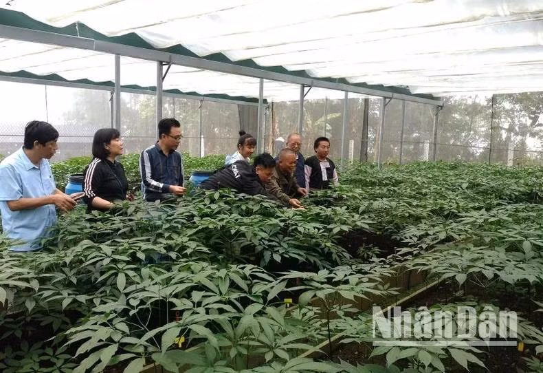 Ngoài sản phẩm sâm củ, Sơn La đã có sản phẩm cao sâm, rượu cao sâm Ngọc Linh được công nhận là sản phẩm OCOP đạt 4 sao.