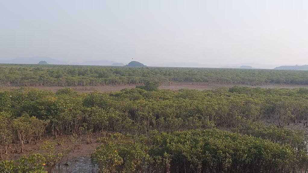 Những cánh rừng ngập mặn 