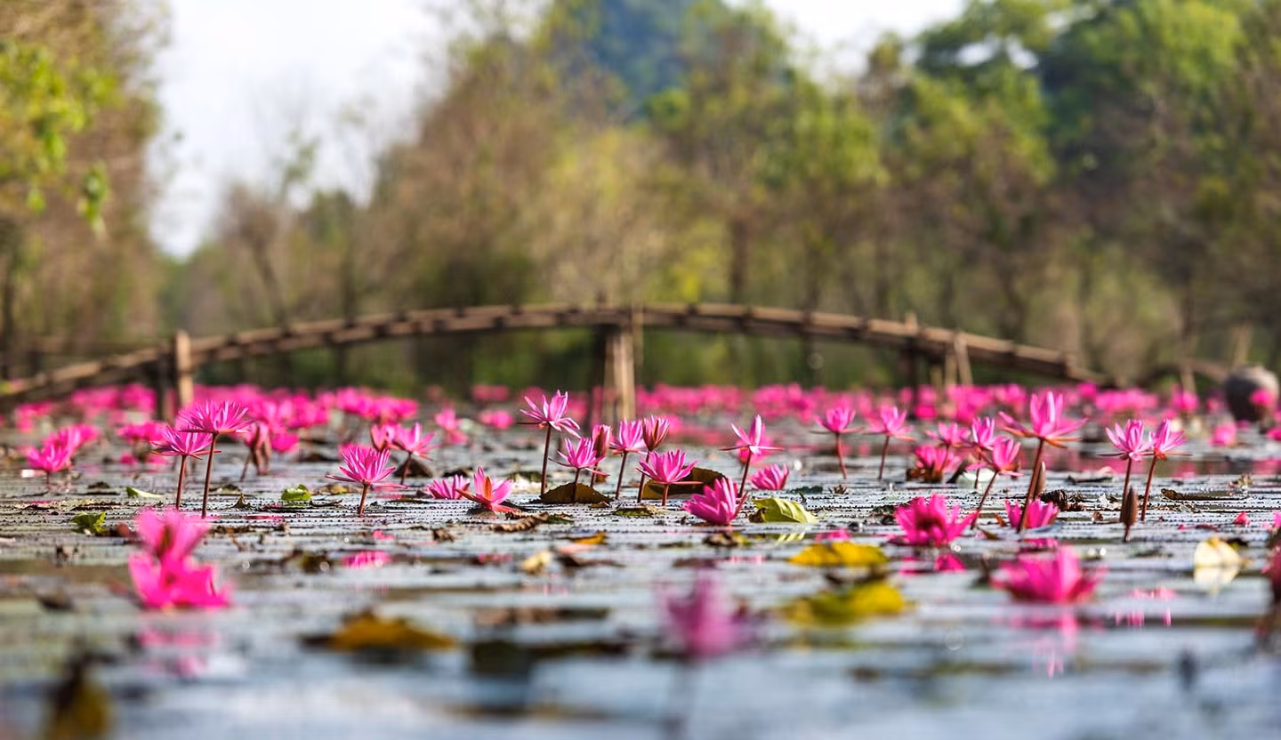 Dọc theo dòng suối, sắc hồng tím của bạt ngàn hoa súng làm sáng bừng không gian. Ảnh: Em Hằng Chùa Hương