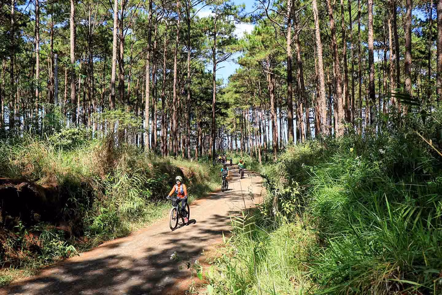 Một đoạn đạp xe xuyên rừng thông. Ảnh: Cào Cào Adventures