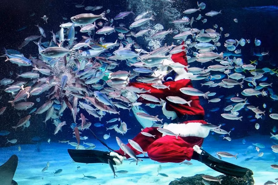 Thợ lặn trong trang phục Ông già Noel cho cá ăn, một trong các hoạt động đặc biệt chào đón Giáng sinh tại Thủy cung Sunshine ở Tokyo (Nhật Bản). (Ảnh: AFP/TTXVN)