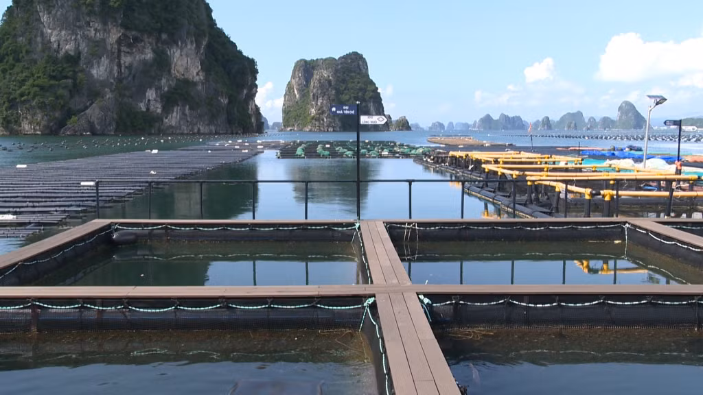 Mô hình khu nuôi biển đa canh, đa giá trị trên địa bàn tỉnh Quảng Ninh của nhóm tác giả Đỗ Đình Minh, Nguyễn Thị Hải Bình, Lê Kỳ Đoàn, Chi cục Thủy sản Quảng Ninh, Công ty Cổ phần Tập đoàn nhựa Super Trường Phát.
