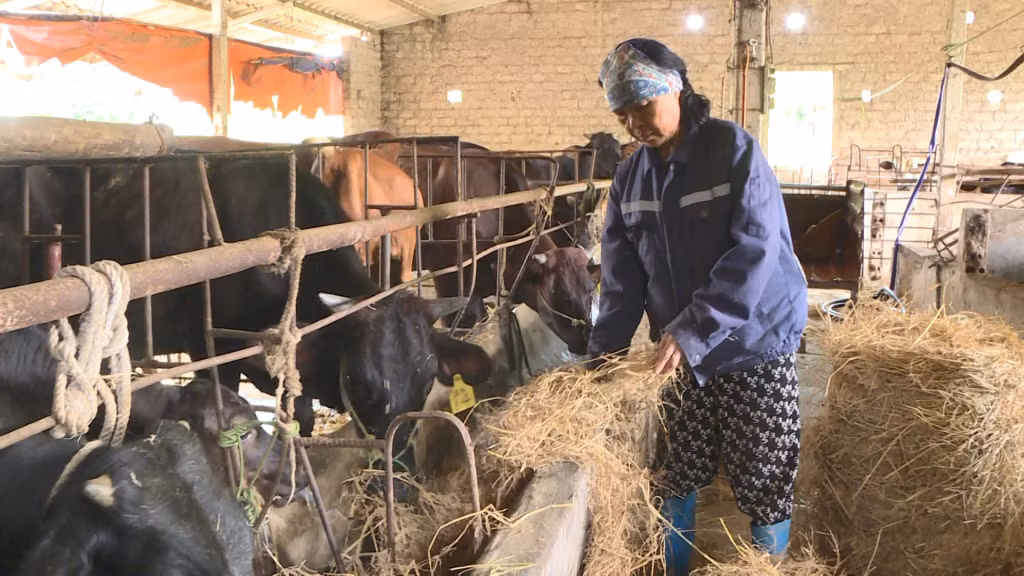 Mô hình chăn nuôi bò lai 3B của hộ bà Bùi Thị Loan (thôn Trại Thụ, xã Tràng Lương) cho hiệu quả kinh tế cao.