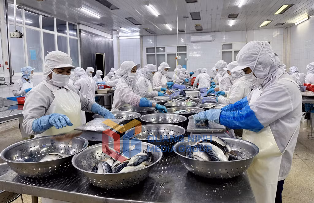 2023-12_Công nhân Công ty CP Xuất nhập khẩu thủy sản Quảng Ninh sơ chế sản phẩm. Ảnh: Cao Quỳnh