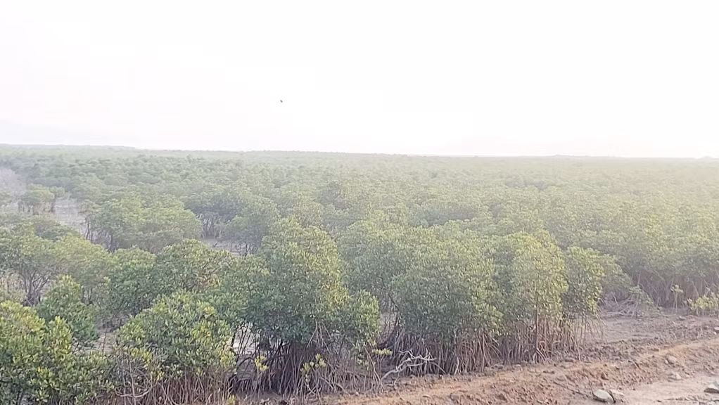 Hàng chục ha rừng ngập mặn đang được phục hồi, làm giàu rừng tại xã Tân Bình, huyện Đầm Hà