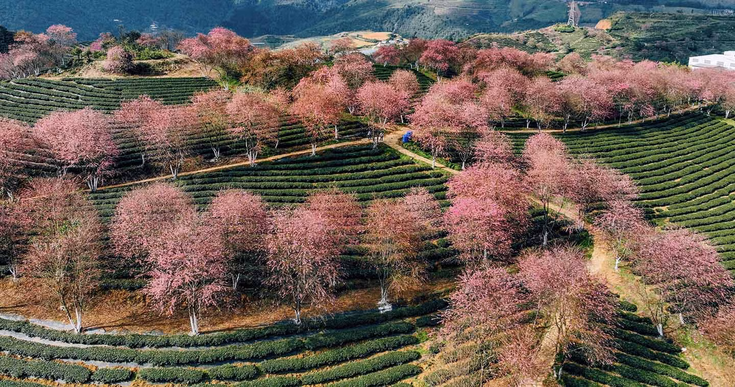 Anh Khương cho biết, hoa mai anh đào tại đồi chè Ô Long thường nở rộ vào cuối năm và kéo dài độ một tháng. Thời điểm này, hoa nở rất nhiều, có những ngày còn “săn” được “biển mây” tràn về rất ấn tượng. Ảnh: Vũ Tiến Khương