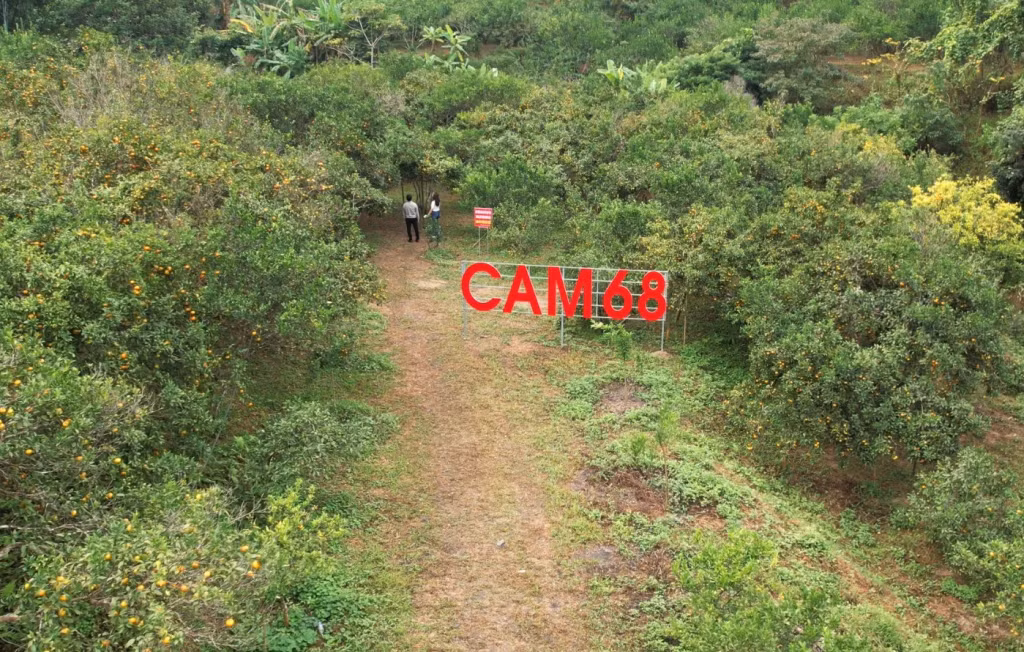 Vạn Yên là vùng trồng cam tập trung lớn nhất của huyện Vân Đồn.