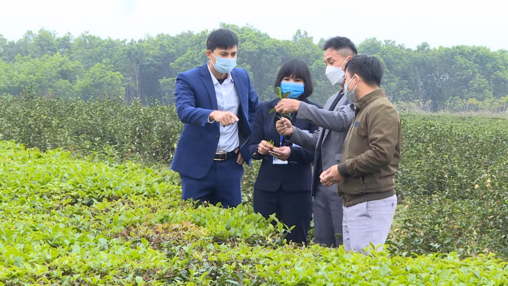 Lãnh đạo xã Quảng Long và Phòng NN&amp;PTNT huyện Hải Hà thăm mô hình trồng, chế biến chè chất lượng cao tại thôn 7.