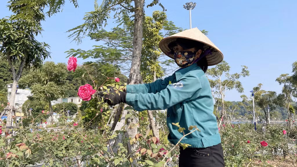 Nhân viên Công ty TNHH Xây dựng và phát triển Thanh Phong chăm sóc, cắt tỉa hoa hồng tại khuôn viên đền Cửa Ông.