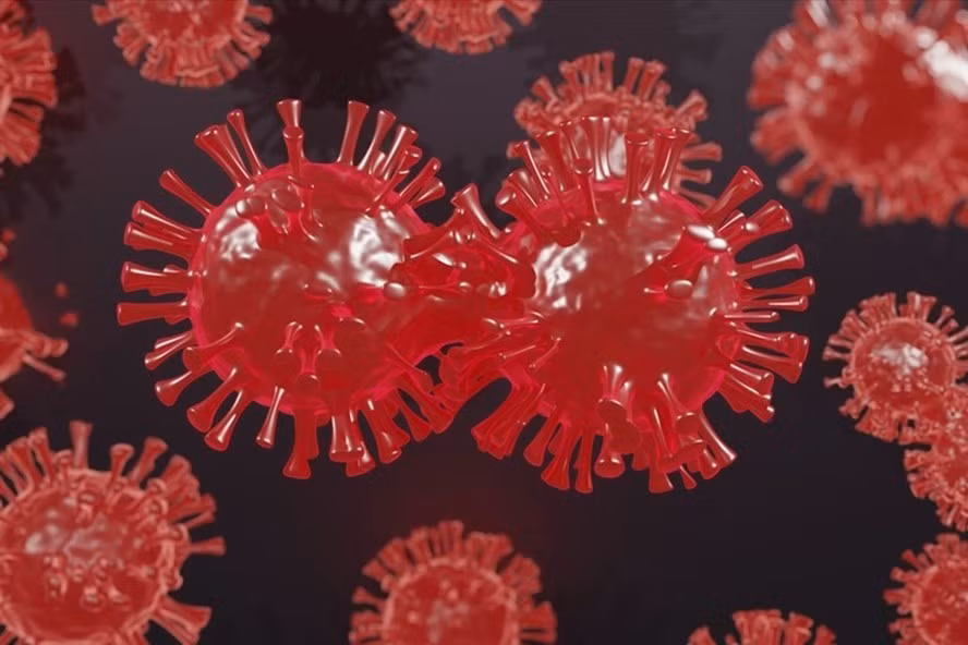 Một nghiên cứu mới trên khỉ của chính phủ Mỹ cho thấy vaccine đặc trị cho biến thể Omicron có thể không cần thiết. Ảnh: AFP