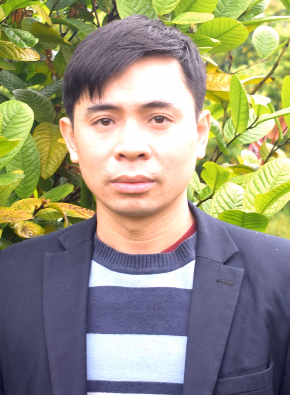 Ba Chẽ đẩy mạnh phát triển rừng gỗ lớn ảnh 5