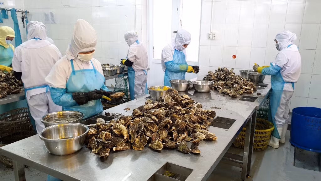 Hàu được tách vỏ tại xưởng trước khi đưa vào chế biến.