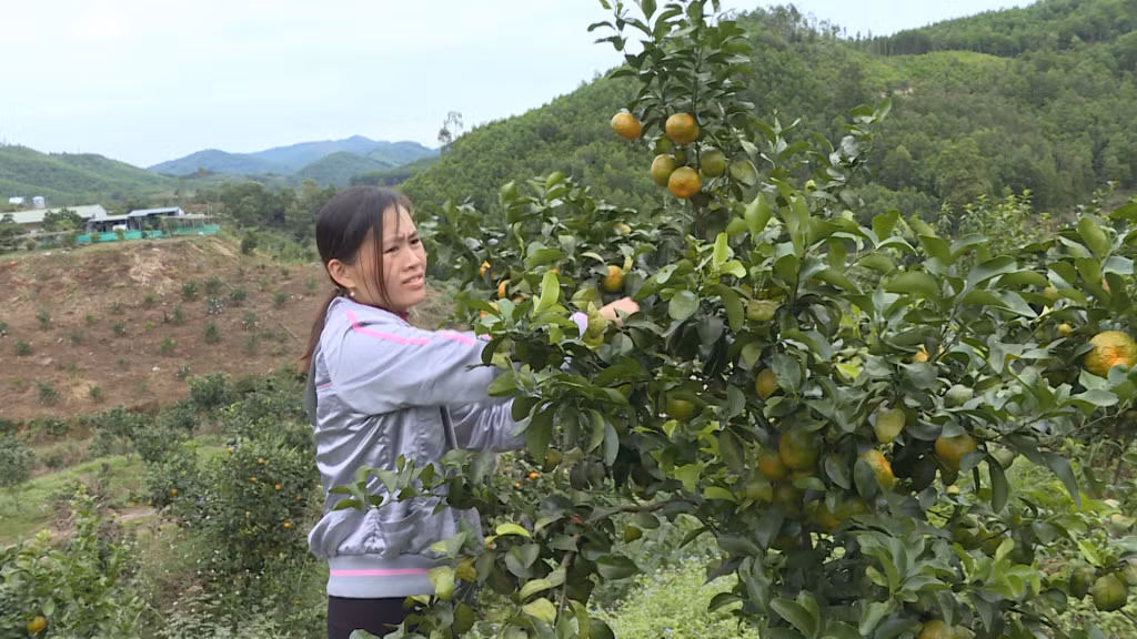 Thu hoạch cam tại gia đình chị Tạ Thị Quyên (thôn 10/10, xã Vạn Yên, huyện Vân Đồn).