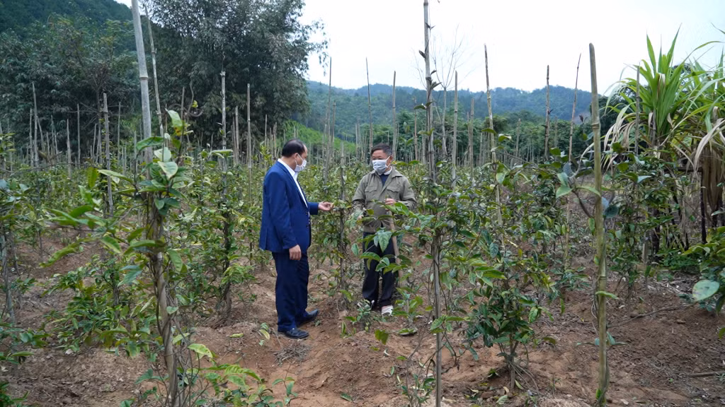 Hộ ông Triệu Sinh Minh (thôn Đồng Quánh, xã Minh Cầm) thoát nghèo bền vững từ trồng rừng và cây dược liệu.
