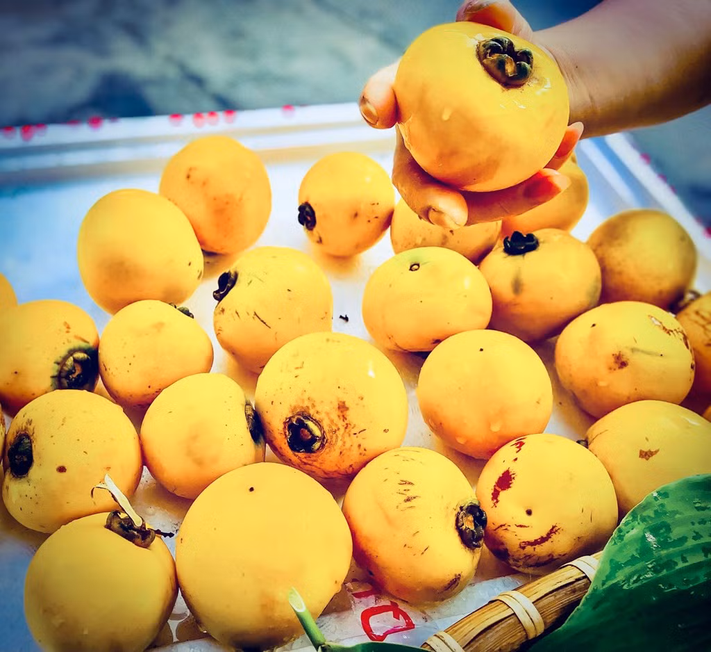 Quả thị có hai dạng đó là dạng quả hình cầu, đáy tròn, thường được gọi là thị muộn và dạng quả nhỏ hơn hơi dẹt, đáy bằng, có tên là thị sáp hay thị lục sáp. Ảnh: Đức Hạnh/BNEWS/TTXVN